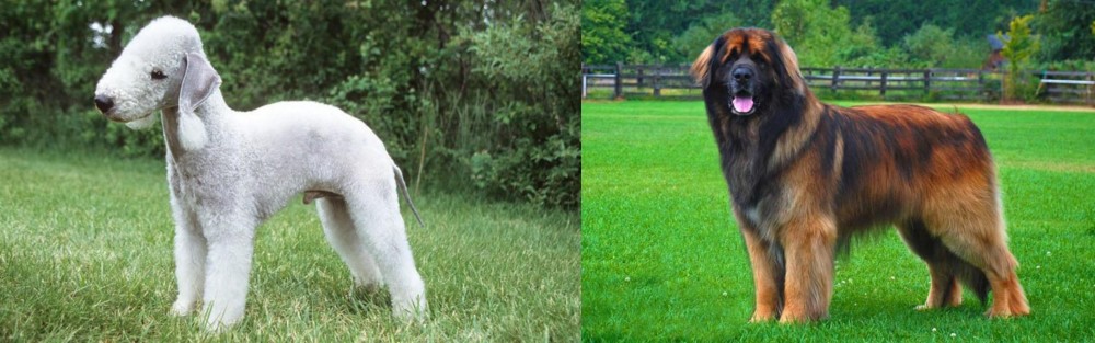 Leonberger vs Bedlington Terrier - Breed Comparison