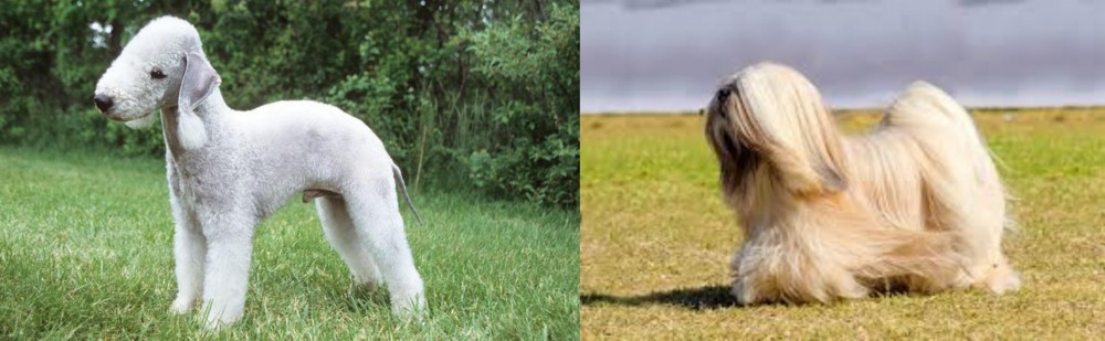 Lhasa Apso vs Bedlington Terrier - Breed Comparison