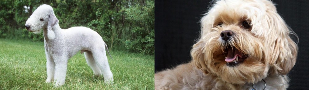 Lhasapoo vs Bedlington Terrier - Breed Comparison