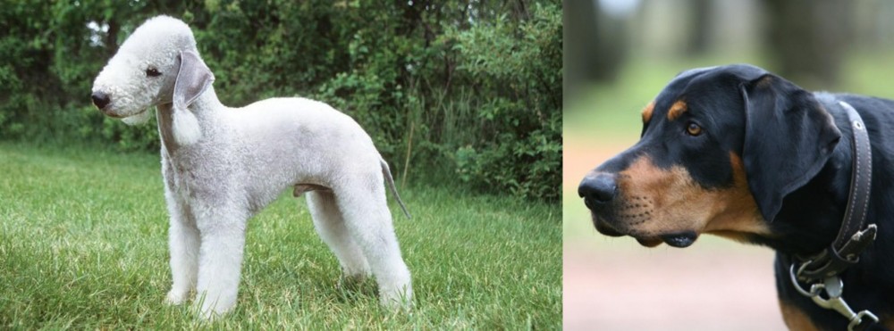 Lithuanian Hound vs Bedlington Terrier - Breed Comparison