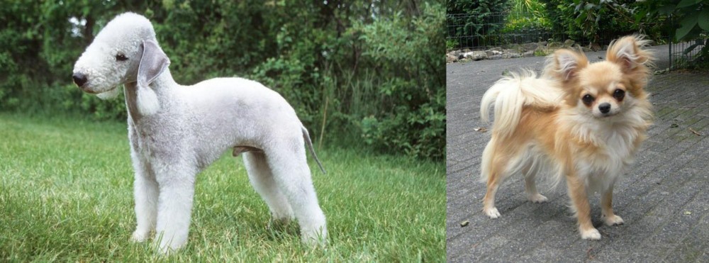 Long Haired Chihuahua vs Bedlington Terrier - Breed Comparison