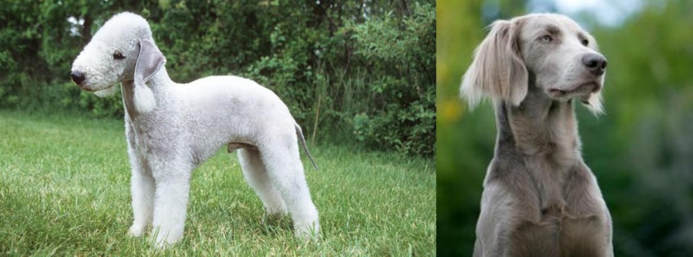 Longhaired Weimaraner vs Bedlington Terrier - Breed Comparison