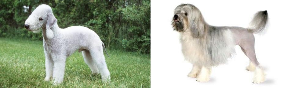 Lowchen vs Bedlington Terrier - Breed Comparison