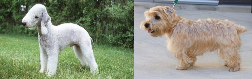 Lucas Terrier vs Bedlington Terrier - Breed Comparison