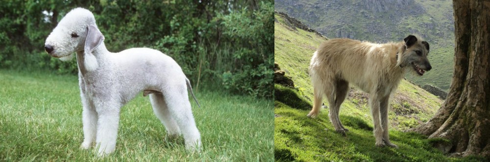 Lurcher vs Bedlington Terrier - Breed Comparison