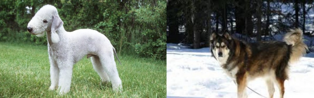 Mackenzie River Husky vs Bedlington Terrier - Breed Comparison