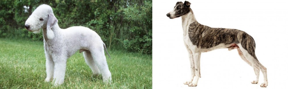 Magyar Agar vs Bedlington Terrier - Breed Comparison