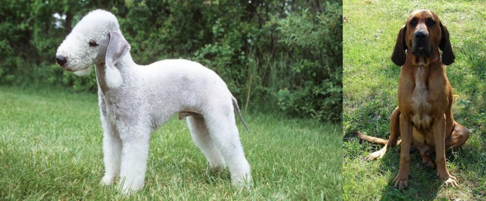 Majestic Tree Hound vs Bedlington Terrier - Breed Comparison