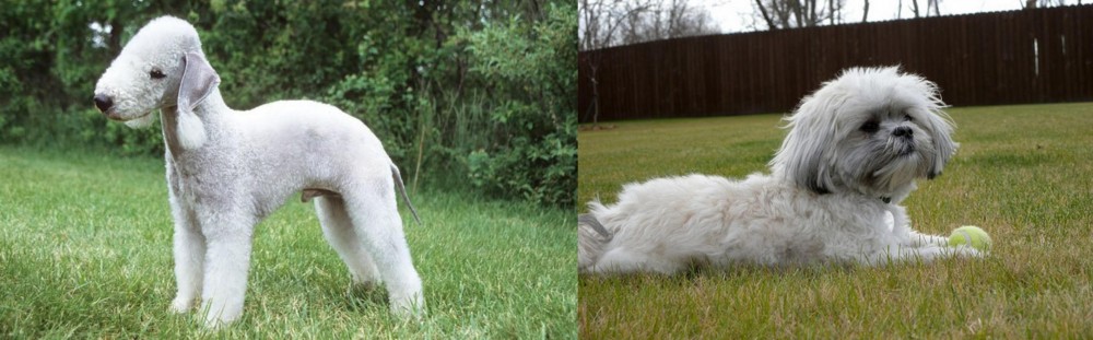Mal-Shi vs Bedlington Terrier - Breed Comparison