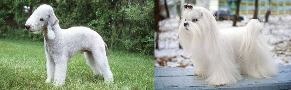 Maltese vs Bedlington Terrier - Breed Comparison