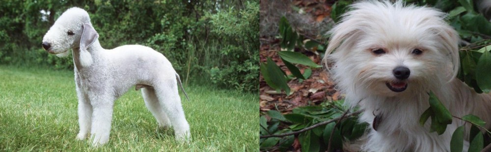 Malti-Pom vs Bedlington Terrier - Breed Comparison