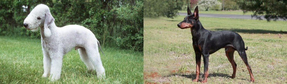 Manchester Terrier vs Bedlington Terrier - Breed Comparison