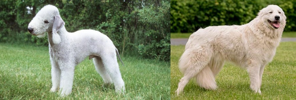 Maremma Sheepdog vs Bedlington Terrier - Breed Comparison