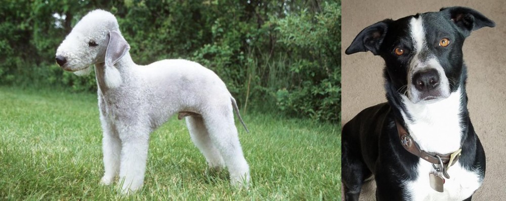 McNab vs Bedlington Terrier - Breed Comparison