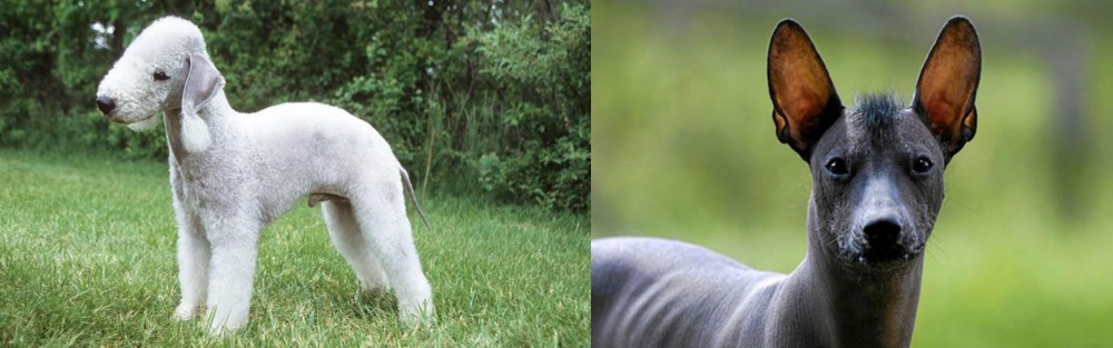 Mexican Hairless vs Bedlington Terrier - Breed Comparison