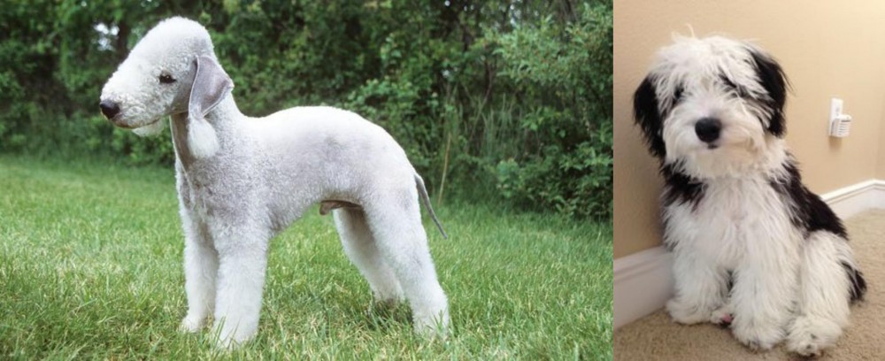 Mini Sheepadoodles vs Bedlington Terrier - Breed Comparison