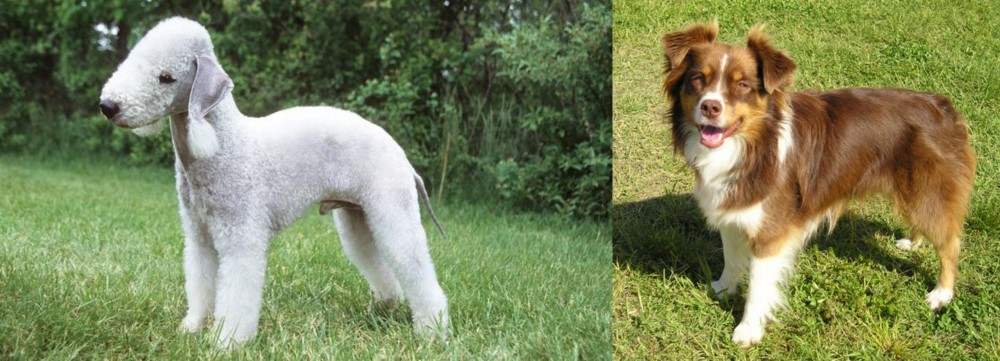 Miniature Australian Shepherd vs Bedlington Terrier - Breed Comparison