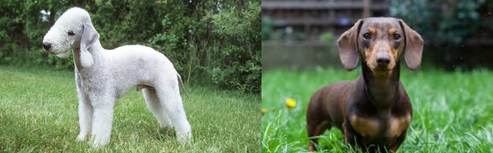 Miniature Dachshund vs Bedlington Terrier - Breed Comparison