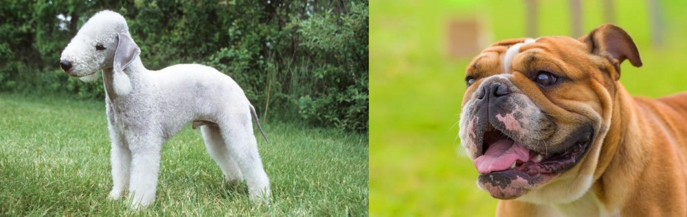 Miniature English Bulldog vs Bedlington Terrier - Breed Comparison
