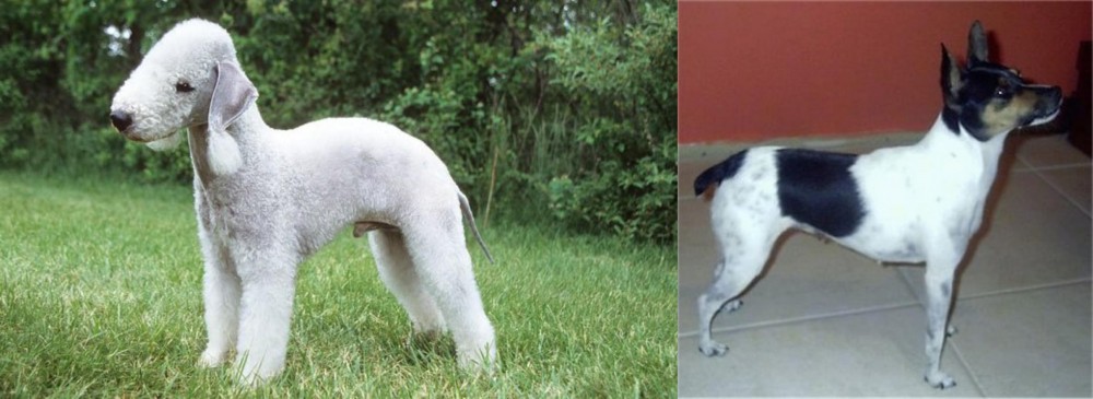 Miniature Fox Terrier vs Bedlington Terrier - Breed Comparison