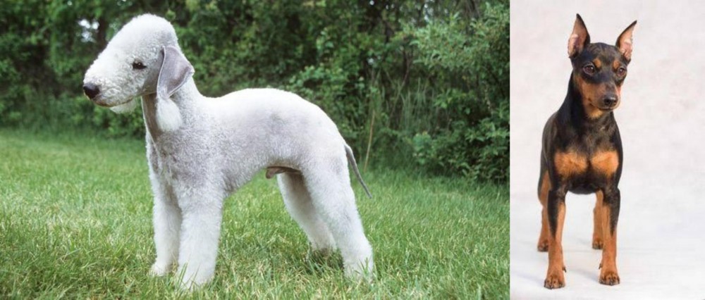 Miniature Pinscher vs Bedlington Terrier - Breed Comparison