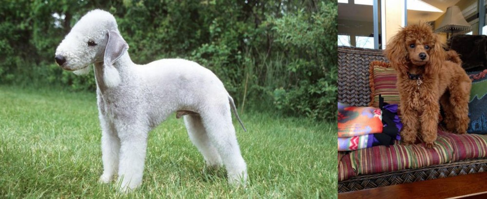 Miniature Poodle vs Bedlington Terrier - Breed Comparison