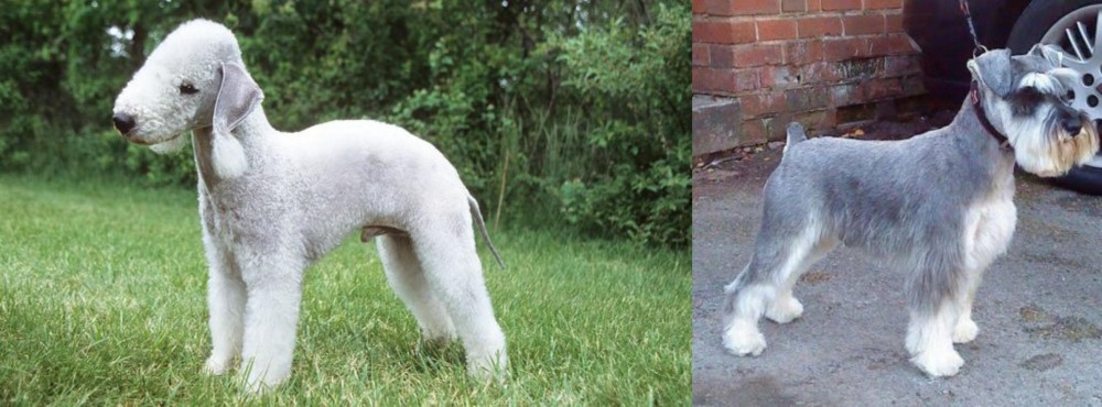 Miniature Schnauzer vs Bedlington Terrier - Breed Comparison