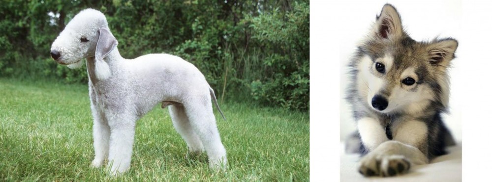 Miniature Siberian Husky vs Bedlington Terrier - Breed Comparison
