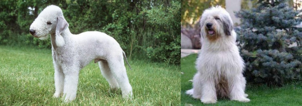 Mioritic Sheepdog vs Bedlington Terrier - Breed Comparison