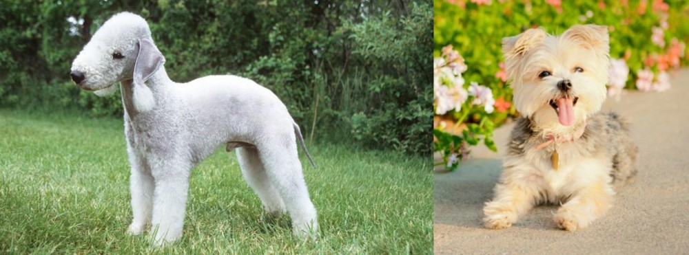 Morkie vs Bedlington Terrier - Breed Comparison