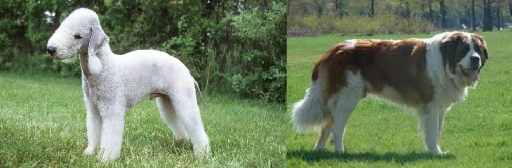 Moscow Watchdog vs Bedlington Terrier - Breed Comparison