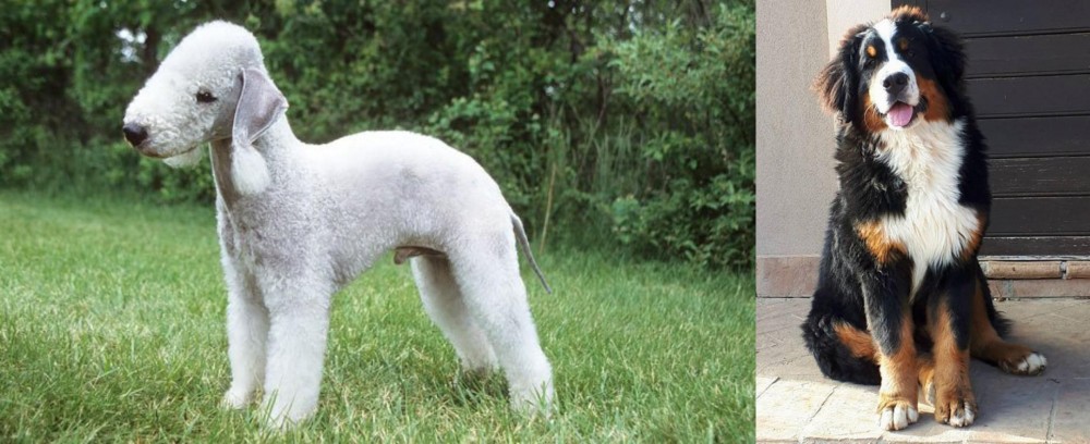 Mountain Burmese vs Bedlington Terrier - Breed Comparison