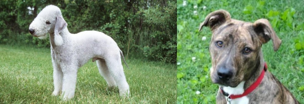 Mountain Cur vs Bedlington Terrier - Breed Comparison