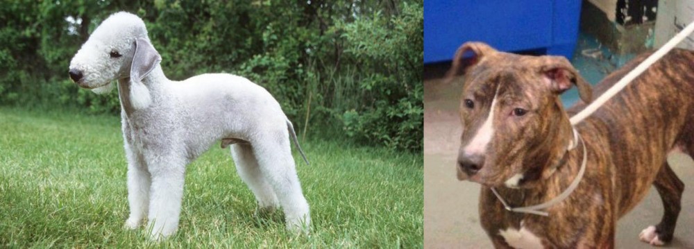 Mountain View Cur vs Bedlington Terrier - Breed Comparison