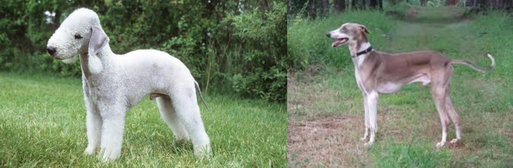 Mudhol Hound vs Bedlington Terrier - Breed Comparison