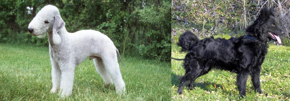Mudi vs Bedlington Terrier - Breed Comparison