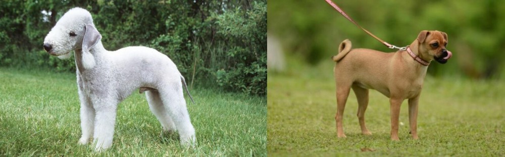 Muggin vs Bedlington Terrier - Breed Comparison