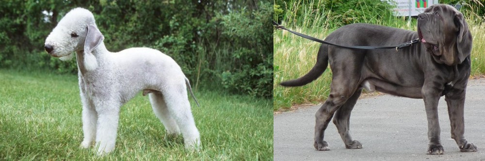 Neapolitan Mastiff vs Bedlington Terrier - Breed Comparison