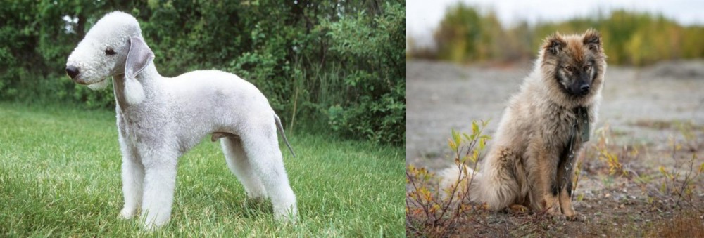 Nenets Herding Laika vs Bedlington Terrier - Breed Comparison