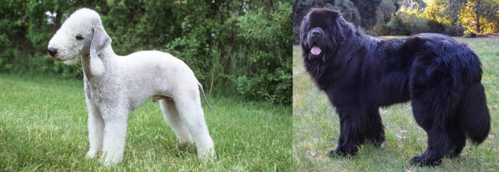 Newfoundland Dog vs Bedlington Terrier - Breed Comparison