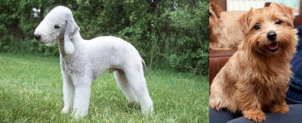 Norfolk Terrier vs Bedlington Terrier - Breed Comparison