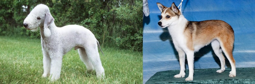 Norwegian Lundehund vs Bedlington Terrier - Breed Comparison