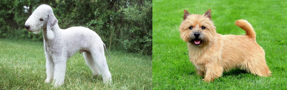 Nova Scotia Duck-Tolling Retriever vs Bedlington Terrier - Breed Comparison