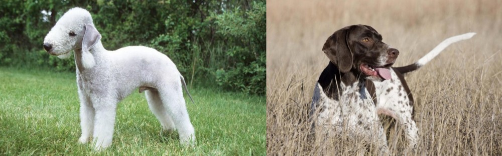 Old Danish Pointer vs Bedlington Terrier - Breed Comparison