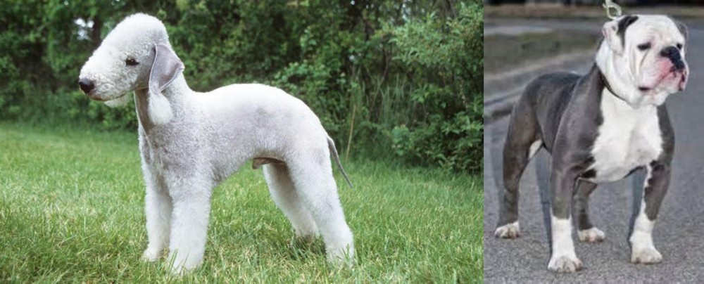Old English Bulldog vs Bedlington Terrier - Breed Comparison
