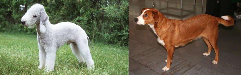 Osterreichischer Kurzhaariger Pinscher vs Bedlington Terrier - Breed Comparison
