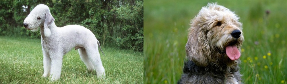 Otterhound vs Bedlington Terrier - Breed Comparison