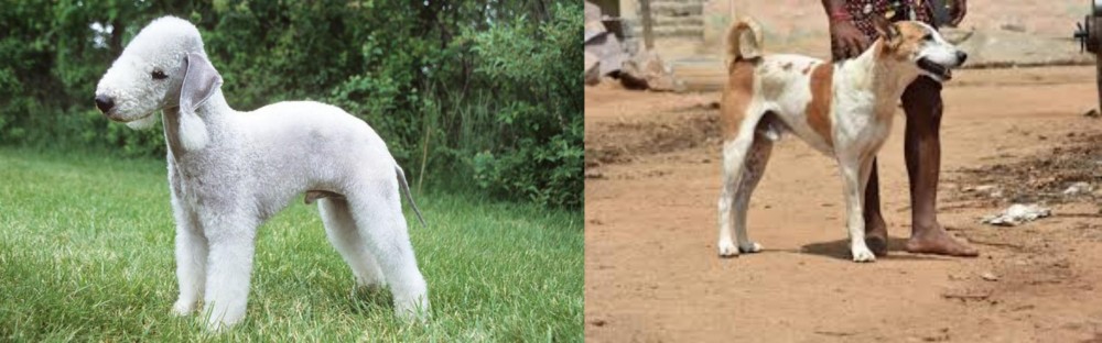 Pandikona vs Bedlington Terrier - Breed Comparison