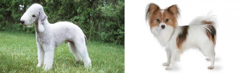 Papillon vs Bedlington Terrier - Breed Comparison