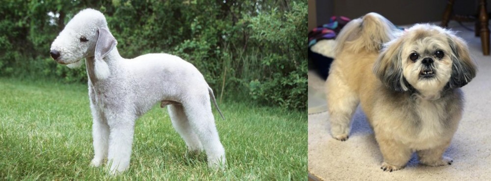 PekePoo vs Bedlington Terrier - Breed Comparison